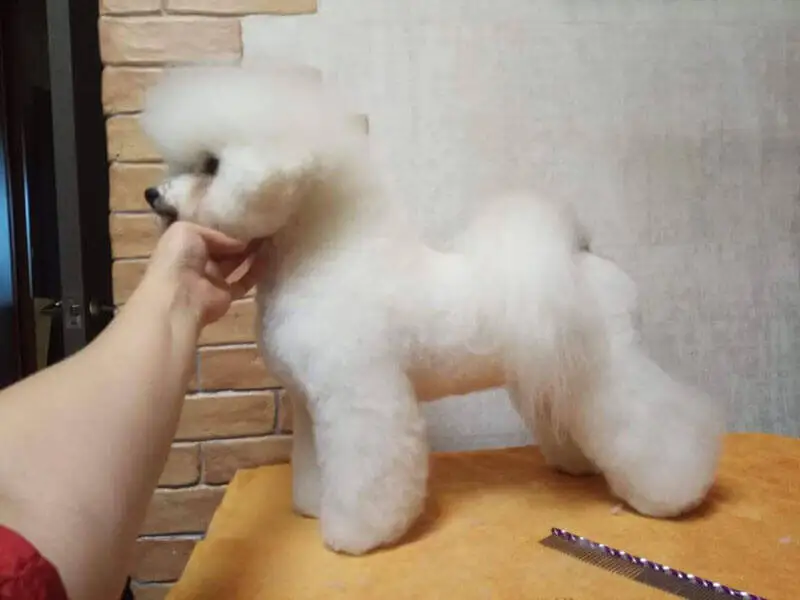 Собака Бишон фризе в руках грумера